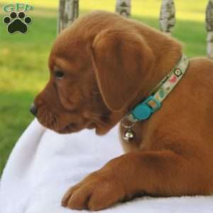 Amber Skye, Fox Red Labrador Retriever Puppy